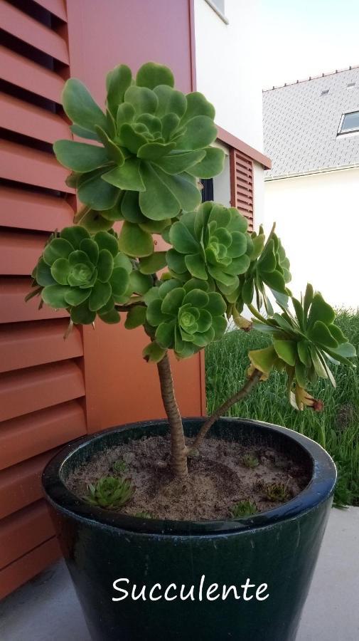 Epiphytes Et Succulentes Appartement Paimpol Buitenkant foto